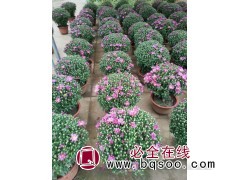 国庆千头菊 种植基地 提供大量菊花种苗 盆栽菊花 桂珍花卉图1