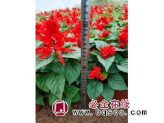 一串红 又称爆仗红 象牙红 花期长 时令租摆草花 桂珍花卉图1