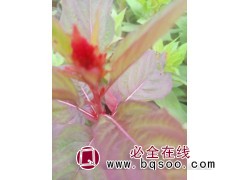 鸡冠花出售 组摆常用时花品种 花期长红叶绿叶 桂珍花卉苗木图1