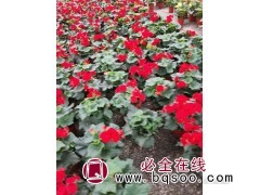 丽格海棠 观花草本 品种多 适合盆栽种植观赏 园林点缀 桂珍图1