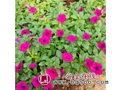 矮牵牛 又名喇叭花 花色亮丽 可作花海景观打造使用 承艳花卉图1