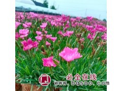 双色盆 欧石竹花海苗 对土壤要求不严 庭院观赏用苗 宏胜花卉图1