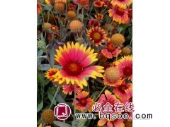 天人菊 花期长栽培管理简单 青州花卉基地 绿化使用 桂珍花卉图1