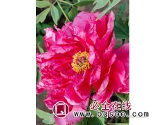 基地供应牡丹花 芍药牡丹 芍药花白色红色品种齐全 桂珍花卉图1