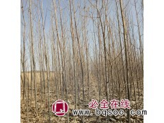 求购：107或108杨树苗 限辽宁地区图1