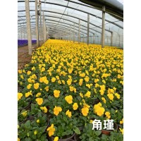 角堇 多年生草本植物 花园庭院绿化用苗 花色丰富 瑞林花卉