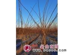 供应山楂树 园林绿化乔木 行道风景种植 产地直发 鸿大种苗图1