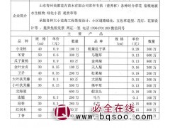 小龙柏苗 青州小龙柏销售 龙柏现货大量 美都花卉苗木有限公司图1