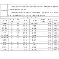 小龙柏苗 青州小龙柏销售 龙柏现货大量 美都花卉苗木有限公司