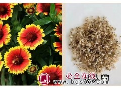 花种花海天人菊种子 园林公园矮生观赏花卉品种 德嫚种业图1