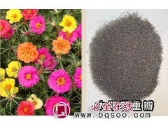 观赏植物易种植 多品种组合花种子 太阳花茶花种子 德嫚园艺图1
