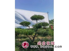 造型黑松 形态多样 庭院小区绿化造景树 造型松 吉林双营苗圃图1