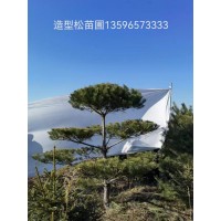 苗圃基地 造型黑松 形态多样 庭院小区绿化造景树 东北黑松造型 双营苗圃