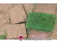 四季青百慕大黑麦草草坪 苗圃工程绿化人工种植 悦木园林图1