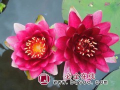 睡莲-奥毛斯特_银川水生植物销售-沁莲水生植物种植有限公司图1