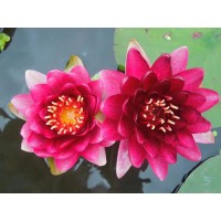 睡莲-奥毛斯特_银川水生植物销售-沁莲水生植物种植有限公司