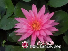 睡莲品种-澳大利亚红-睡莲价格-沁莲水生植物种植有限公司图1