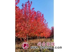 彩叶树 红枫树价格 庭院园林绿化树 叶色鲜艳 潍坊景观设计图1