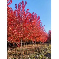 彩叶树 红枫树价格 庭院园林绿化树 叶色鲜艳 潍坊景观设计