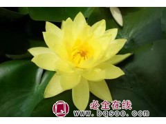 黄乔伊 睡莲 水生植物 碗莲 水体净化 银川沁莲水生花卉图1