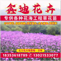 一串红钵苗/串红苗/青州花卉/一串红杯苗销售/花海设计施工/鑫迪花卉苗木