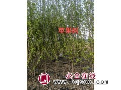 东北果树苗销售 辽宁苹果树苗销售 苹果苗价格 彰武县绿丰苗木图1