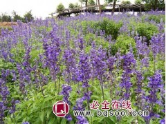 薰衣草 属长日照植物 喜干燥 盆栽小苗种植基地 林强花卉苗木图1