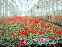 一串红 草花基地 红色花系园林景观 青州花卉 林强花卉苗木图1