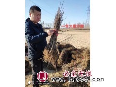 防护树种 大果沙棘 沙棘苗 耐寒抗风沙 沙漠绿化 绿丰苗木图1
