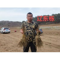 东北耐寒 丛生蒙古栎 柞树 象树 辽东栎规格齐全产地批发 彰武绿丰苗木