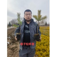 樟子松杯苗 樟子松价格 东北樟子松基地 彰武县绿丰苗木合作社