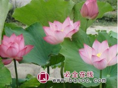 荷花基地种苗 大型粉红色荷花苗 湿地景观绿化工程苗 林强花卉图1