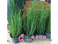 出售木贼 种植观赏园 水塘净化 水生植物 木贼 林强花卉苗木图1