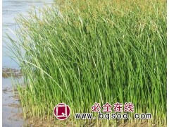 供应水葱 山东水葱苗 耐寒型水葱种苗 湿地绿化 林强花卉苗木图1