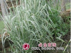 玉带草 林强花卉 水生植物种植园 绿化工程苗 青州玉带草图1