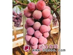 葡萄苗 妮娜皇后浪漫红颜金红娃无核脆甜 东北葡萄苗 覆兴葡萄图1