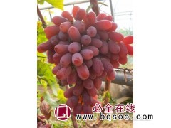 美国红提葡萄苗繁殖 葡萄嫁接苗 红提品种葡萄香甜 覆兴葡萄图1