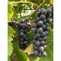 早熟葡萄苗 基地常年供应早熟葡萄树 品种齐全欢迎选购 各种品种葡萄苗 东北葡萄苗 覆兴葡萄