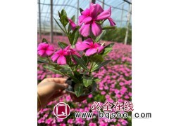 长春花 喜温暖湿润 粉色花瓣花期长 不耐寒 花坛盆栽观赏 文豪花卉图1