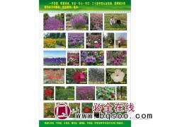 草花种籽 千屈菜种子 多年生四季种易活花籽景观花海 阡陌园艺图1