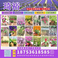 羽衣甘蓝 花卉种植基地 喜阳光 时令花卉培育 庭院室外摆放 琦裕花卉苗木 羽衣甘蓝苗