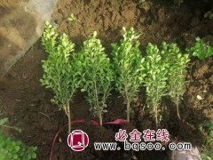 瓜子黄杨杯苗 小叶黄杨 冬天不落叶四季常绿绿篱灌丛 文豪花卉图1