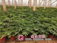 盆栽鲁冰花 多叶羽扇豆 花坛花境丛植 城市公园绿化 文豪花卉图1