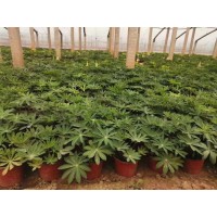 盆栽鲁冰花 多叶羽扇豆 花坛花境丛植 城市公园绿化 文豪花卉