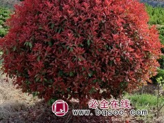 红叶石楠