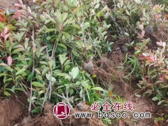 红叶石楠