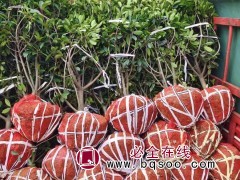 红叶石楠