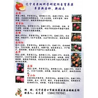 苹果苗 东北苹果苗 辽宁省果树科学研究所 苹果苗大量供应