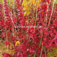 江苏金陵红三角枫叶色艳丽江苏金陵红三角枫苗圃直供 苏圃生态 三角枫基地