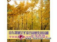 郯城荣圣银杏园林 1-15公分美国红枫 美国红枫基地 红枫图1